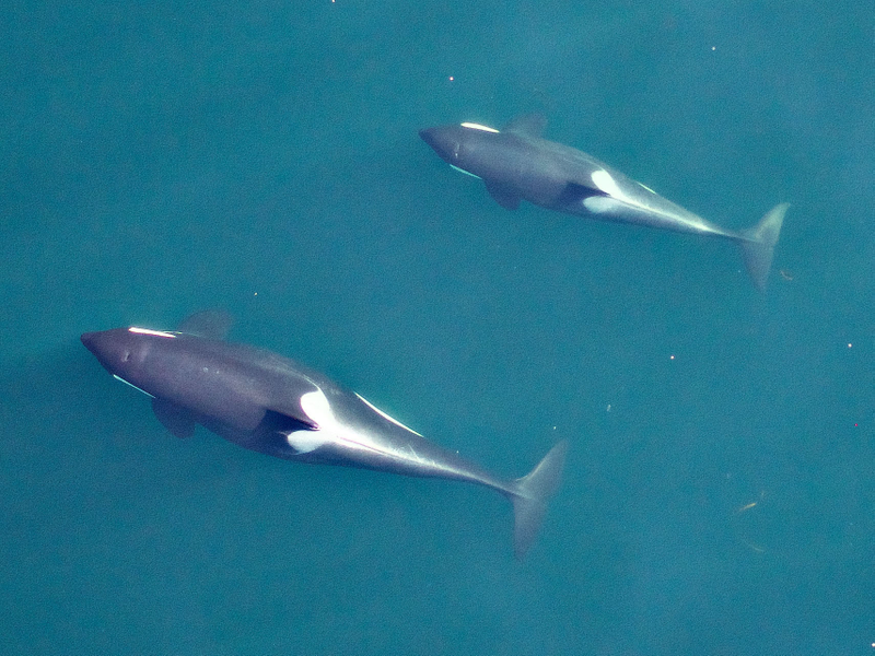 Illustration for article titled Drone Captures First-Ever Aerial Photos Of Nursing Orca Calf